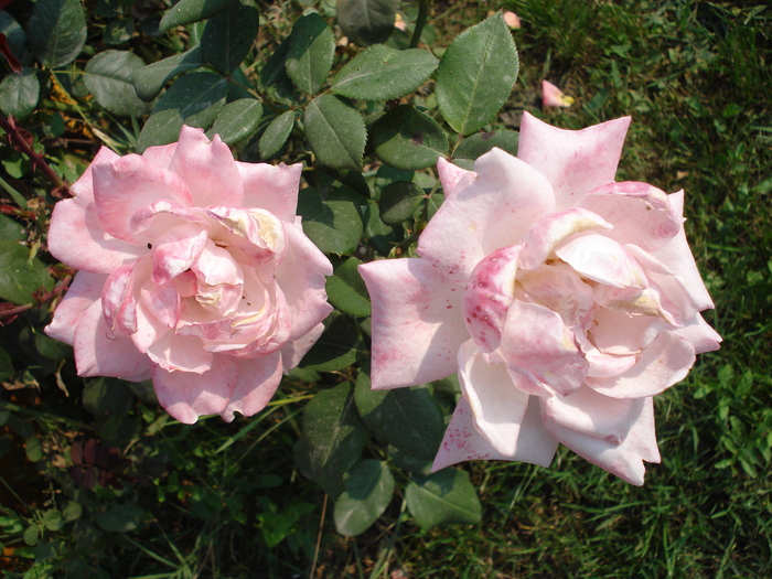 Rose Royal Highness (2009, Sep.25)