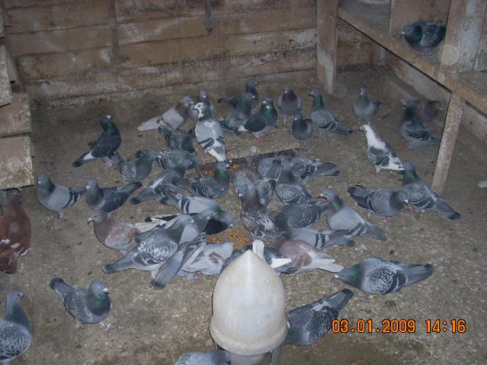 DSCN1918 - porumbeii mei de anul 2008-2009