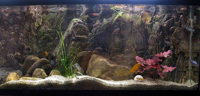 ZJSHHASRWUCRUETOEOG - Pentru ciclide africane