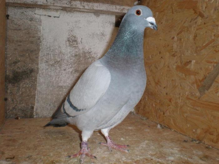 speranta; zburat 630 km slovacia
