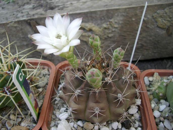 Gymnocalycium anisitsii - CACTUSI - ANUL 2008