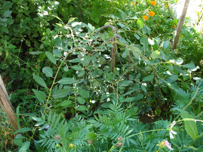 SALIX