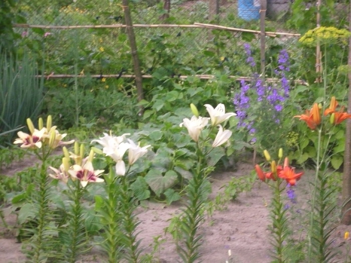 DSCI0843 - flori din gradina mea