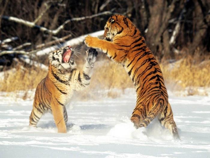 Cat Fight, Siberian Tigers - leoparzi si tigri