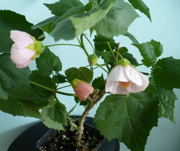 P1140509 - ABUTILONI