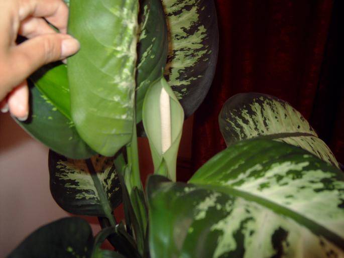 floare dieffe , vara 2008 - Colectie Dieffenbachia