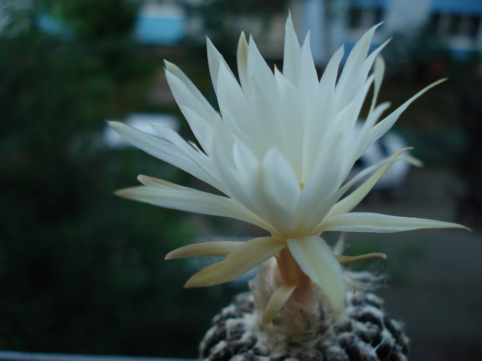 Discocactus horstii.