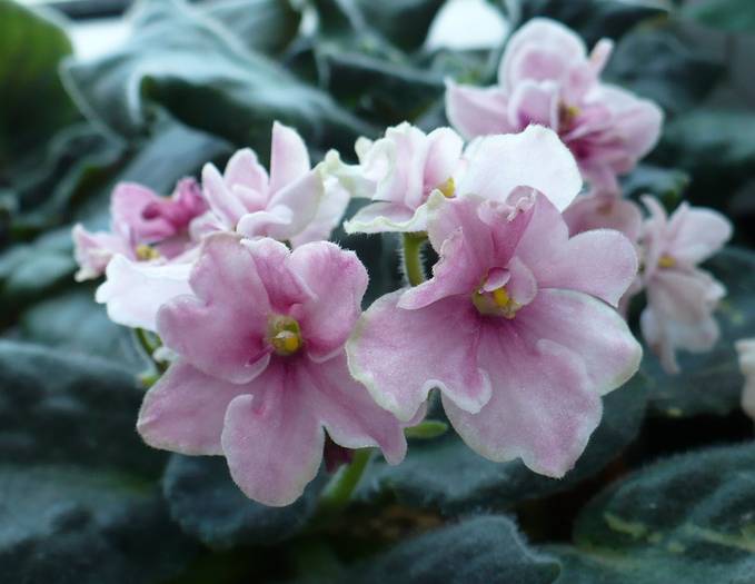 P1130773 - Saintpaulia - violete de camera