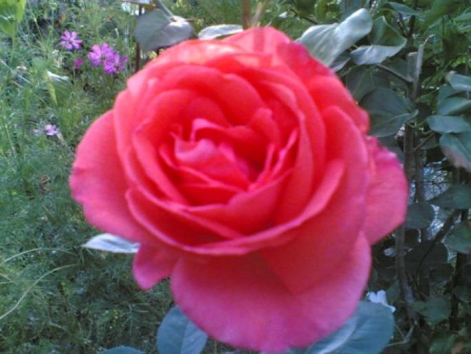 trandafir 3 - Vara