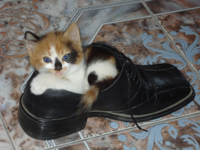 MANDRA CU OCHI CA CERUL...