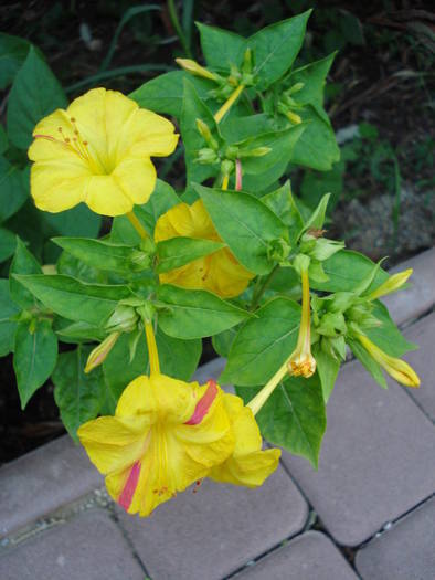 Mirabilis jalapa (2009, August 09) - 08 Garden in August