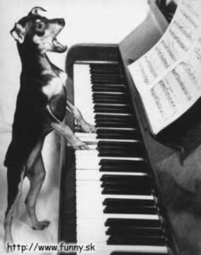 cantaretz - animale