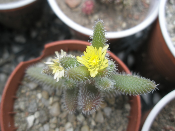 Delosperma cu floare galbena - 18.09