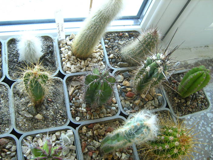 IMG_4485 - Cactusi 1 martie 2009