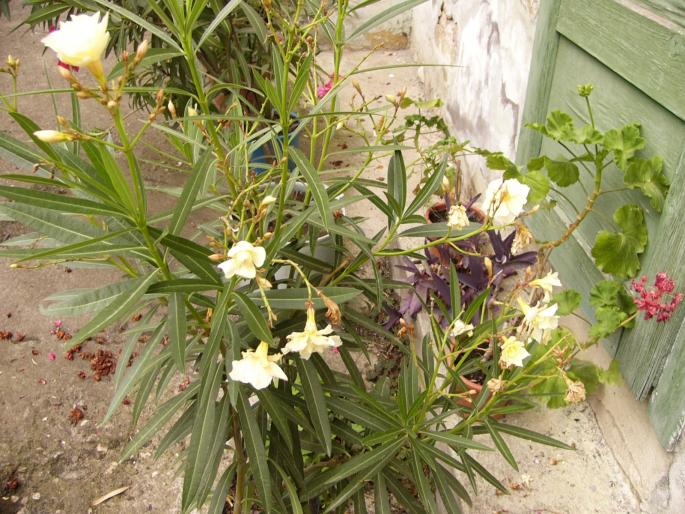 nerium oleander