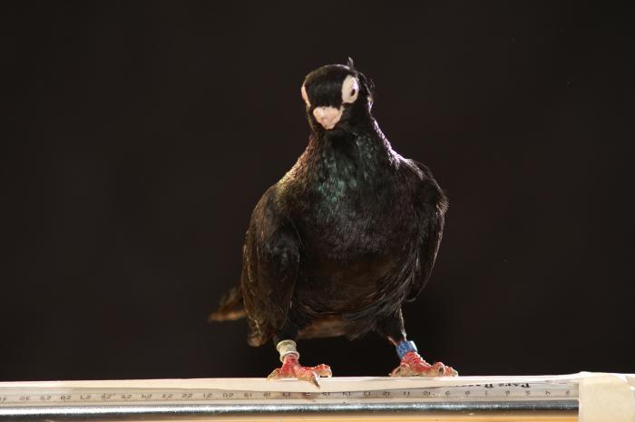 Picture 050 - jucatori de constanta