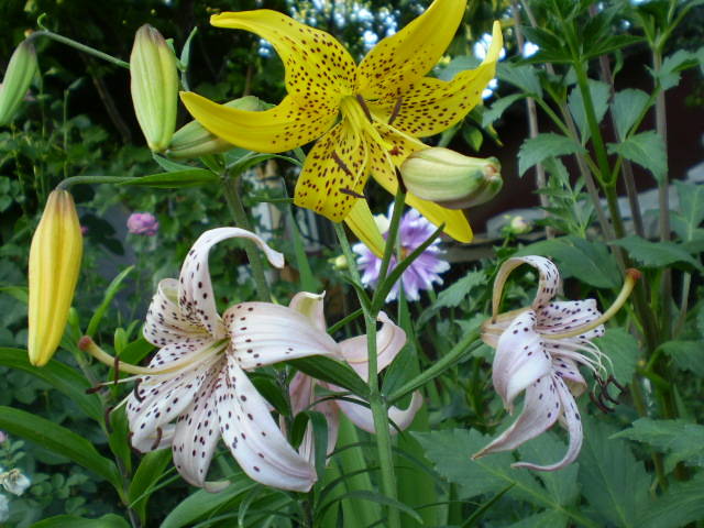 Yellow twinkle si pink twinkle-tiger lilies - crini de gradina