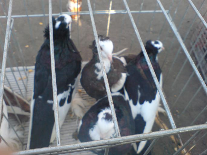 DSC00458 - Piata de pasari si animale Timisoara 2009