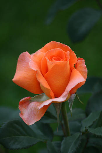 Tea Time - garden 2009