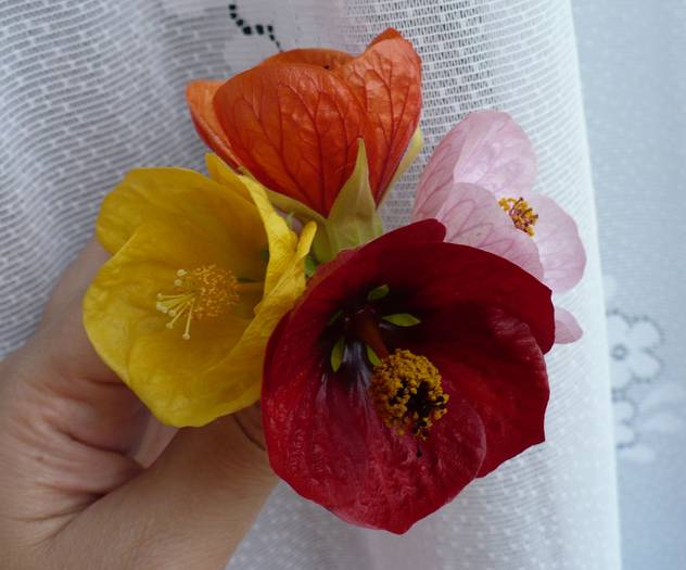 P1120798 - ABUTILONI