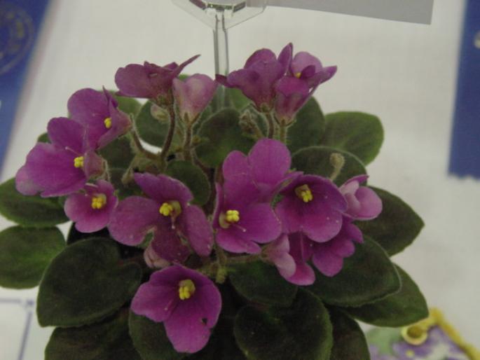 Red_Bandito_2005avsa - violete de pe net 1