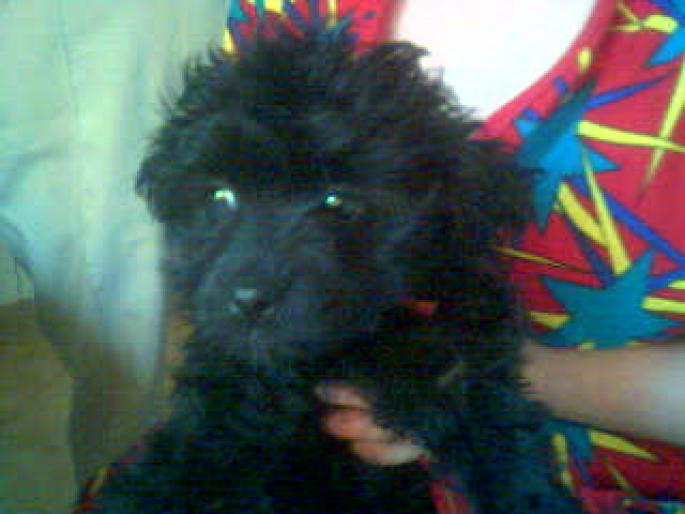 my little dalia - popescu radu