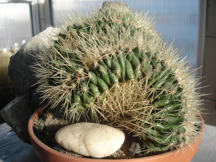 Echinocactus grusonii f monstruosa