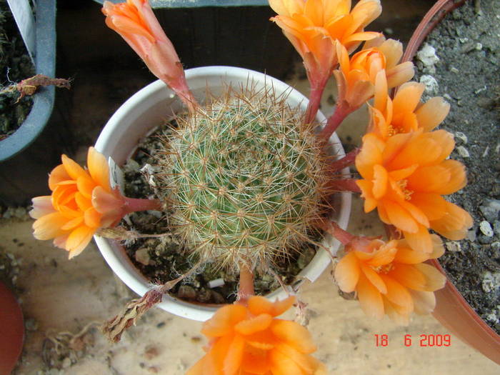 DSC06203