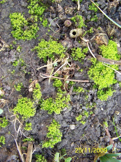 100_5409 - Toamna in curte  Timisoara