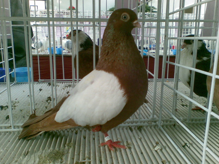 zburator oglindat de budapesta