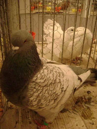 DSC05422 - expozitia tarnaveni 2009