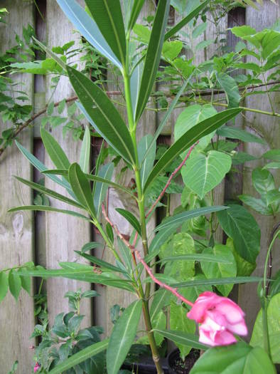 Leandru 30 iul 2009 (1)