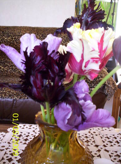 Lalele din gr. 1 mai 2009 (1)