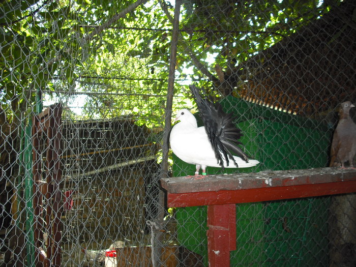 Picture 044 - Porumbei albi coada neagra si rosie