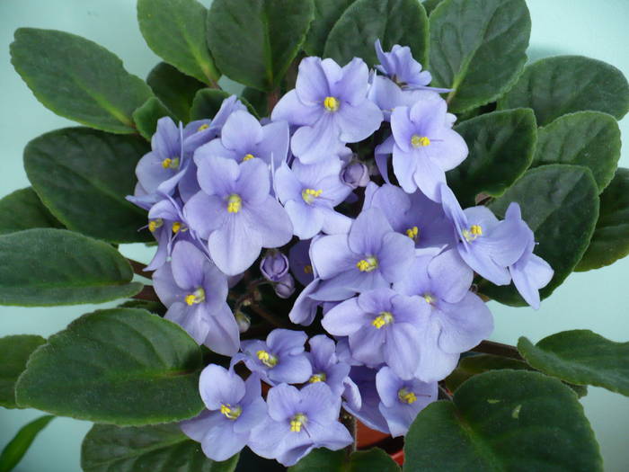 P1120767 - Saintpaulia - violete de camera