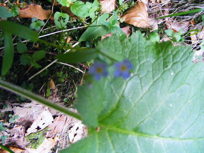 DSCF1036 - Pestera cu Oase  poiana Botizii 22 mai 2009