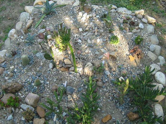 IMG_8213 - Cactusi la mosie 17 iunie 2009