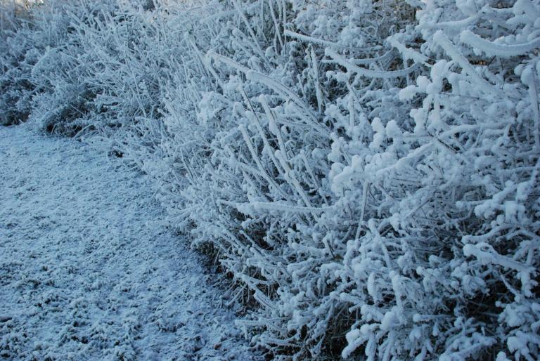 Afbeelding 18 - IARNA