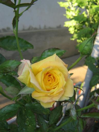 picture 014 - trandafiri
