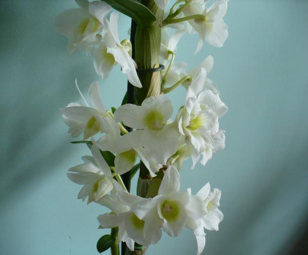 P1090056 - Orhidee