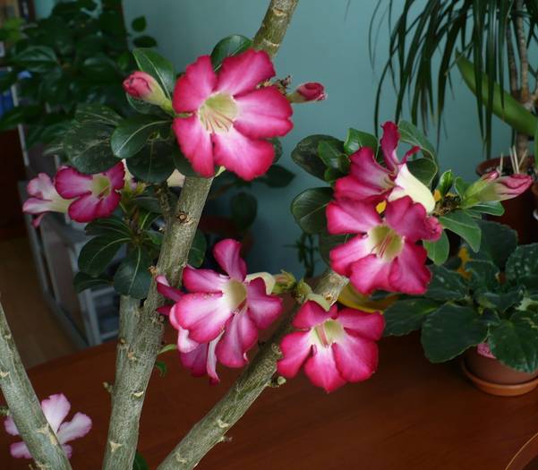 P1130336 - ADENIUM OBESUM