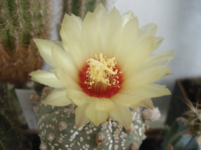 Astrophytum
