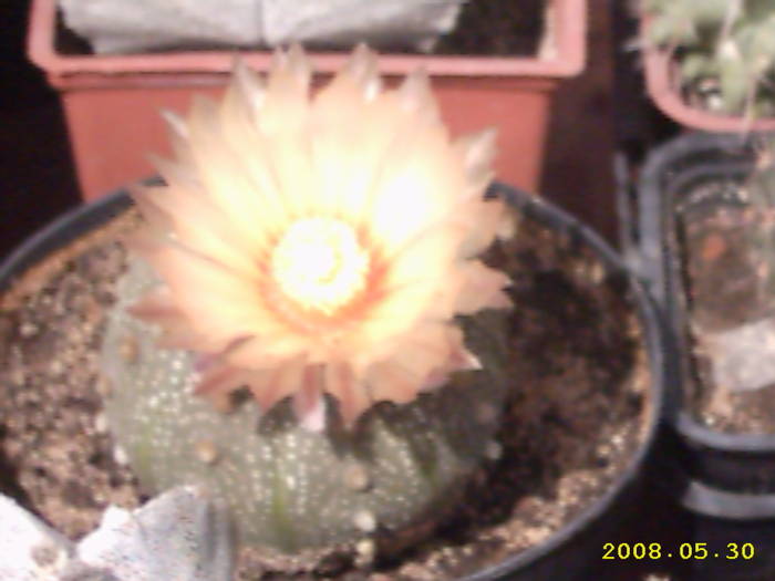 24-Astrophitum asterias