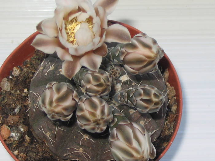 Gymnocalycium ragonesei 2009