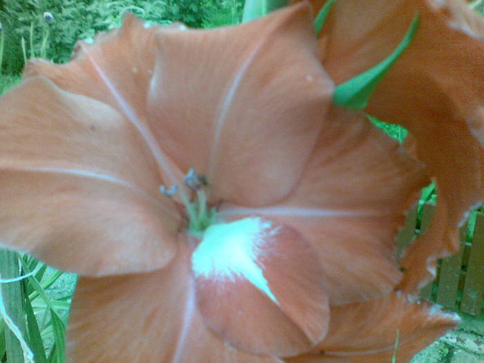 gladiole-rosie
