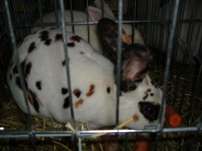 DISZNOVAGAS KEPEK 243