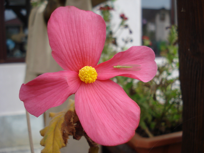 Pink Begonia (2009, October 10) - 10 Garden in October