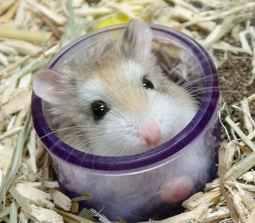 hamster in pahar - poze hamsteri