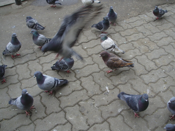 P9061319 - 18c Bucuresti