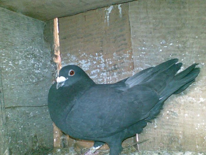 Negrul - Porumbei voiajori